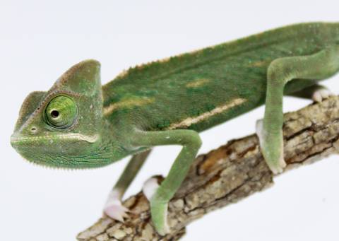 Baby Low White Piebald Veiled Chameleons