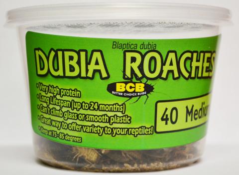 Cupped Dubias added to your live reptile order