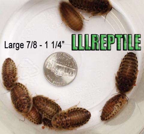 Large Dubia Roaches