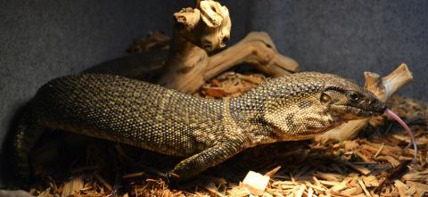 Medium Dumeril's Monitors