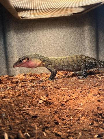 Sub Adult Peach Throat Monitors