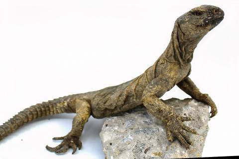 Large Egyptian Uromastyx