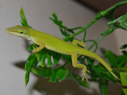 Green Anoles