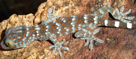 Baby Tokay Geckos