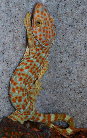Tokay Geckos