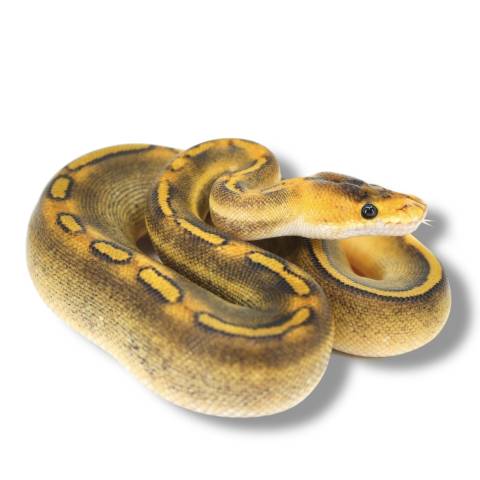 Baby Champagne Ball Pythons