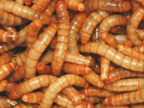 Mealworms