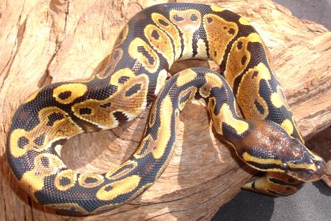 Small USA Captive Bred Ball Pythons