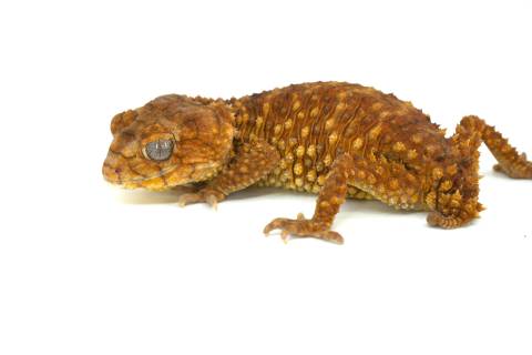 Male Rough Knob Tailed Geckos Amyae
