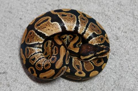 Baby Ball Pythons