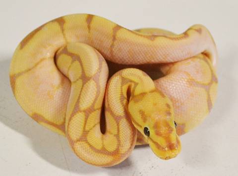 Baby Female Banana Spider Ball Pythons