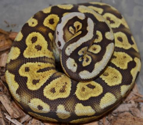 Baby Pastel Caramel Ball Pythons