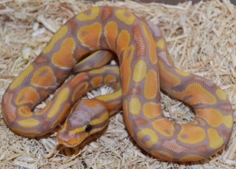 Baby Female Banana Ball Pythons
