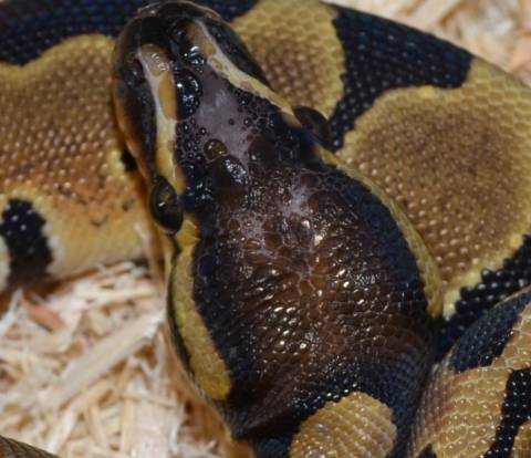 Baby Scaleless Head Ball Pythons