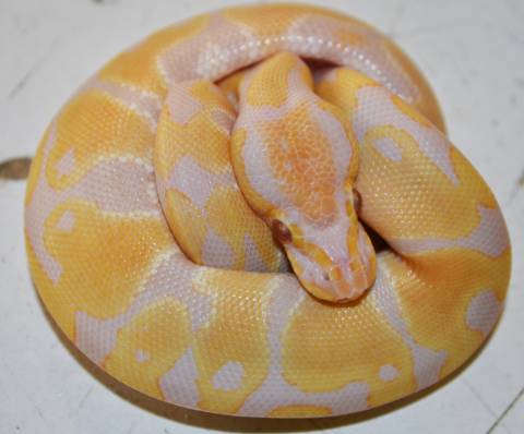 Baby Candino Ball Pythons
