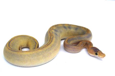 Baby Mimosa Ball Pythons