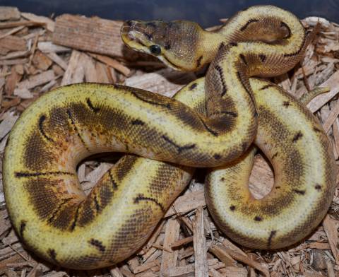 Baby Enchi Spinner Ball Pythons