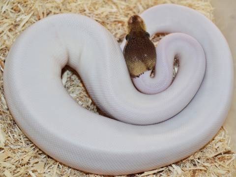 Baby Pewter Piebald Ball Pythons