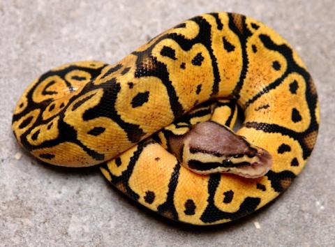 Baby Vanilla Pastel Ball Pythons