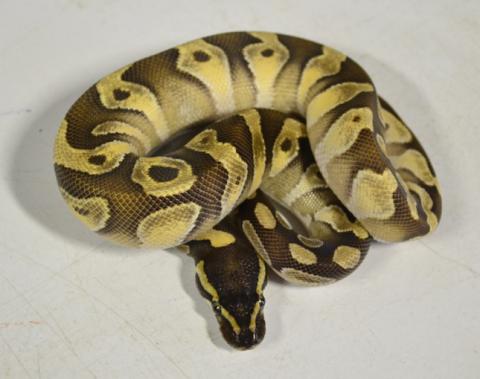 Baby Mochi Ball Pythons