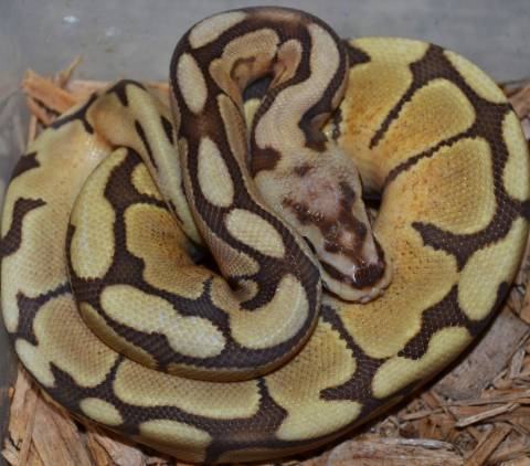 Baby Spider Caramel Ball Pythons
