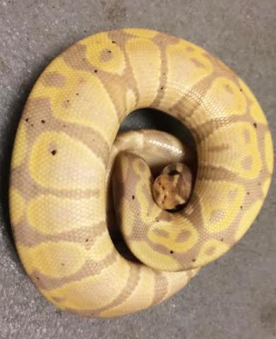 Baby Coral Glow Ball Pythons