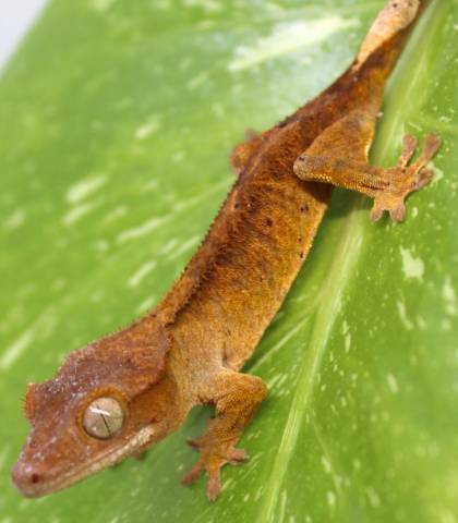 Baby Brindle Crested Geckos