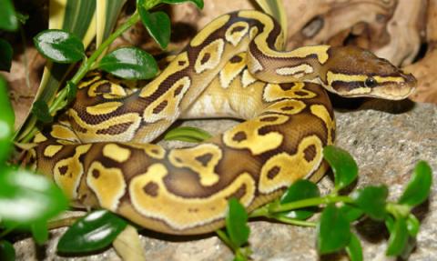 Baby Butter Ball Pythons