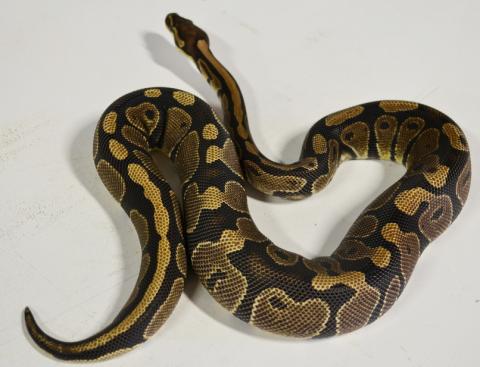 Large Ball Pythons