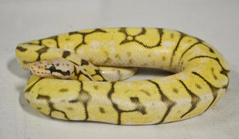 Baby Ghost Bumblebee Ball Pythons