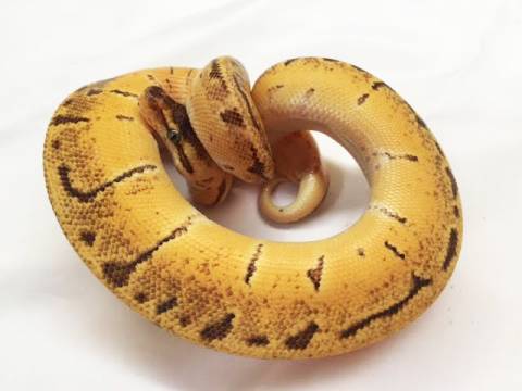 Baby Enchi Lemonblast Ball Pythons