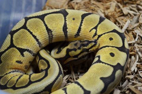 Baby Spider Phantom Ball Pythons