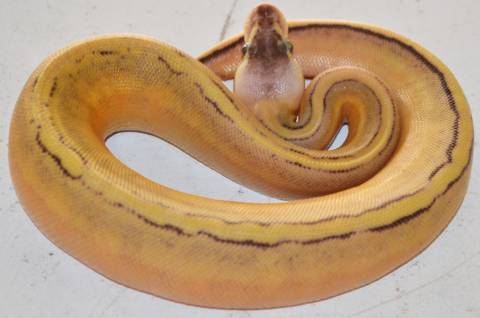 Baby Super Pastel Genetic Stripe Ball Pythons