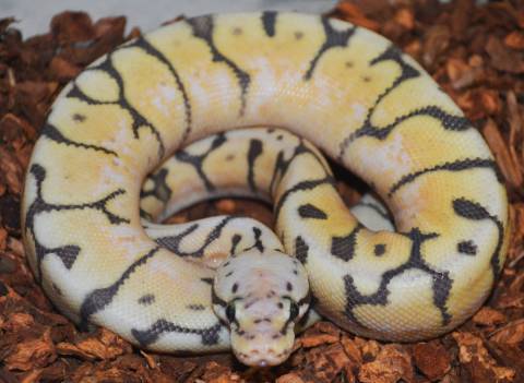 Baby Hypo Killer Bee Ball Pythons
