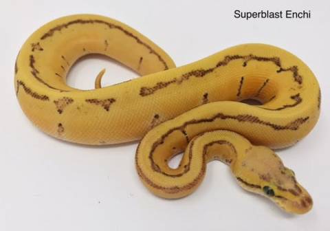 Baby Superblast Enchi Ball Pythons