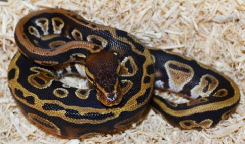 Baby Cypress Ball Pythons