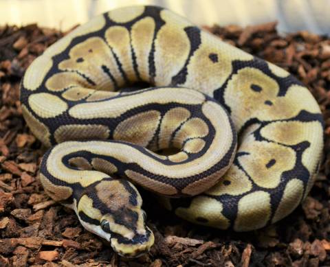 Baby Mystic Spider Ball Pythons