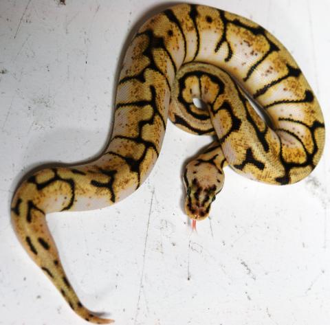 Baby Bumble Belly Ball Pythons