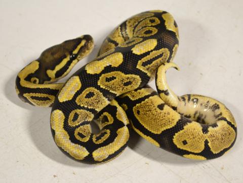 Baby Spector Ball Pythons