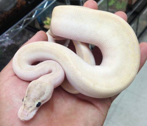Small Ivory Ball Pythons