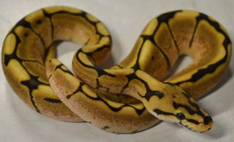 Baby Fire Spider Ball Pythons