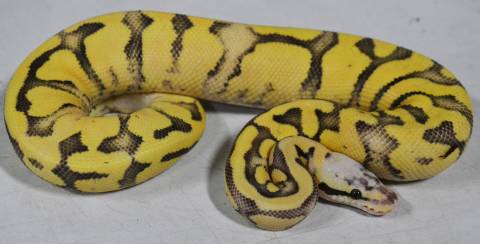 Baby Super Pastel Fire Ball Pythons