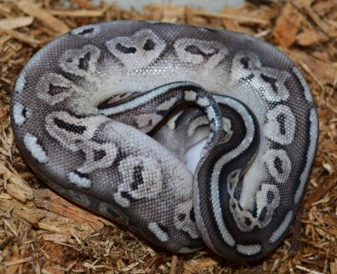 Baby Enchi Pewter Ball Pythons