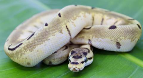 Baby Super Enchi Spider Ball Pythons