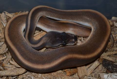 Baby Cinnamon Genetic Stripe Ball Pythons