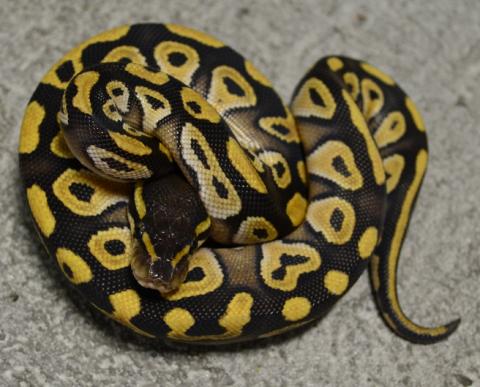 Small Mojave Ball Pythons