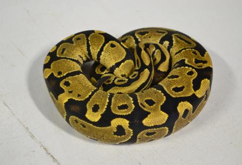 Small Fire Ball Pythons