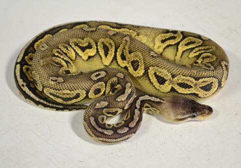 Small Pewter Ball Pythons