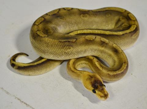 Small Champagne Ball Pythons