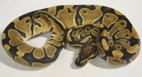 Small Ball Pythons 100% Het Albino